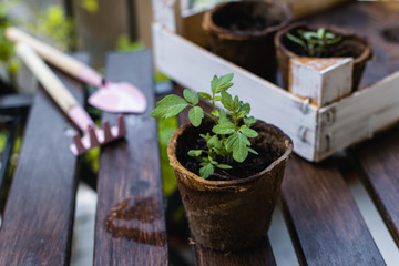 Fototapeta na wymiar Young plant, tomato seedling in peat pot, selective focus