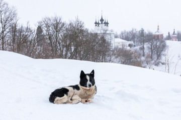 Black and white dog lies in the snow