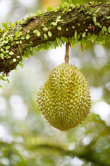 durian