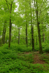 Rotbuchenwald mit Naturverjüngung