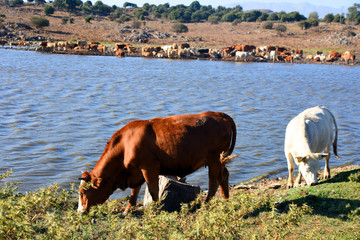 cow near the river lake