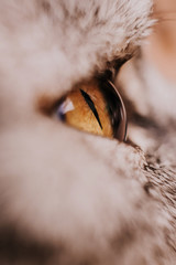 Yellow cat's eye in profile close-up. Gray tabby cat. Macro photo. Color correction in warm colors.