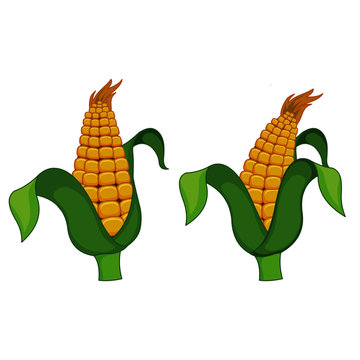 Two American Corn - Cartoon Vector Image