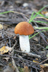 Pilz Weißstielige Rotkappe (Leccinum leucopodium,[1] syn. L. albostipitatum, L. aurantiacum ss. auct. plur., L. rufum) bei Zug
