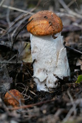 Pilz Weißstielige Rotkappe (Leccinum leucopodium,[1] syn. L. albostipitatum, L. aurantiacum ss. auct. plur., L. rufum) bei Zug