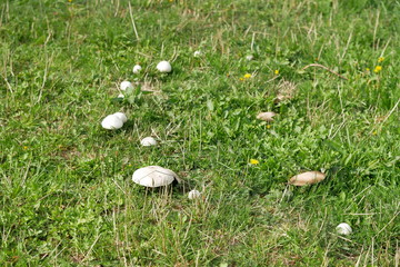 Wiesenchampignon Agaricus campestris bei Zug