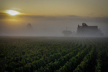 Brume de Nuits Saint Georges