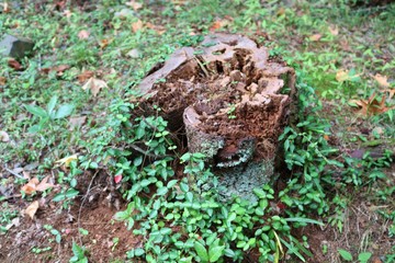 朽木　切り株　森　杤木