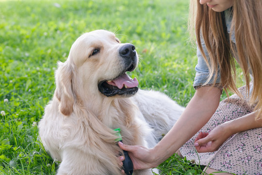 Young woman combing her dog golden retriever in the park.