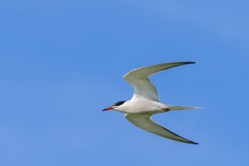 Common Tern Sterna hirundo flying in the blue sky with spread wings .