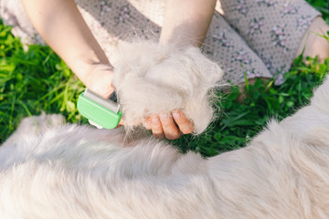 Woman combs Golden Retriever dog with a metal grooming comb.