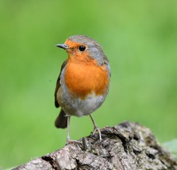 robin on rock