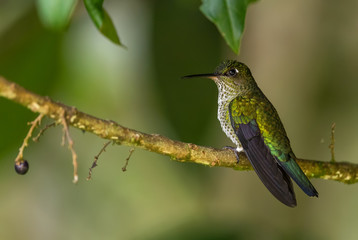 Many-spotted Hummingbird - Leucippus hypostictus, green spotted hummingbird from Andean slopes of South America, Wild Sumaco, Ecuador.