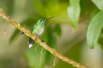 Many-spotted Hummingbird - Leucippus hypostictus, green spotted hummingbird from Andean slopes of South America, Wild Sumaco, Ecuador.