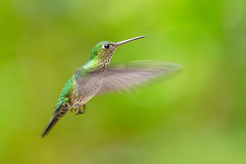 Many-spotted Hummingbird - Leucippus hypostictus, green spotted hummingbird from Andean slopes of South America, Wild Sumaco, Ecuador.
