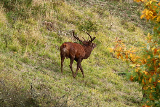 cerf brame