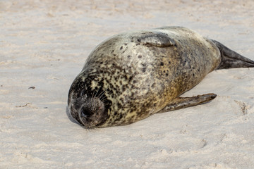 Robbe am Strand von Grenen - Dänemark