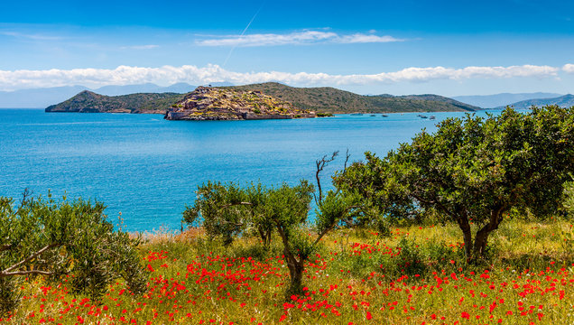 Spring in Crete - poppies, olives against the background of the sea and the fortress of Spinalonga.