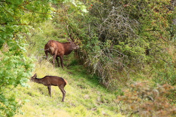 cerf et biche