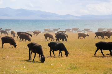 Fototapeta premium Sheep on pasture near Song kol in Kyrgyzstan