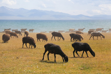 Sheep on pasture near Song kol in Kyrgyzstan