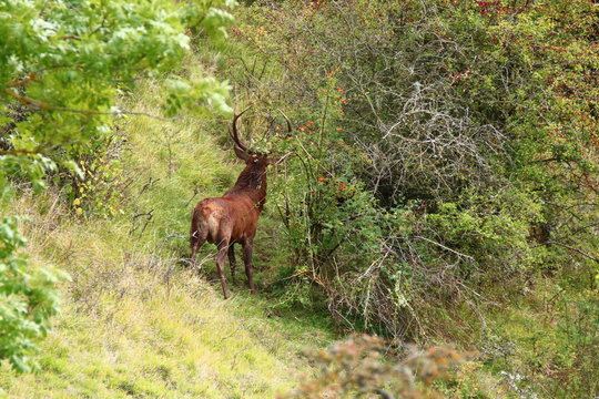 cerf