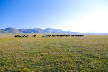 Obraz premium Horses on pasture near Song kol in Kyrgyzstan