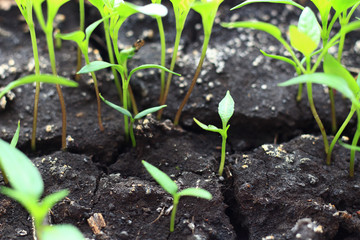 Macrophotography of plant earth grow in greenhouse