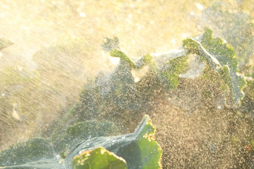 sunshine in time of rain in the garden