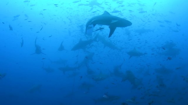 Bull Shark, Carcharhinus leucas feeding in Pacific harbour Fiji