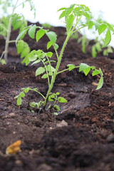 Tomatoes plants in the greenhouse