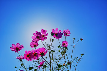 Obraz na płótnie Canvas 逆光の青空とマゼンタのコスモスの花