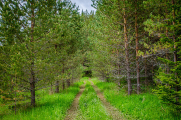 Obraz na płótnie Canvas forest path