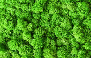 Macro of green decorative moss texture