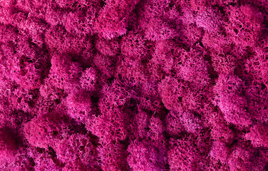 Macro of pink decorative moss texture