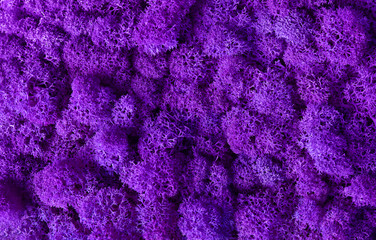 Macro of violet decorative moss texture