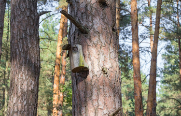 Old birdhouse on a tree for forest birds in the forest