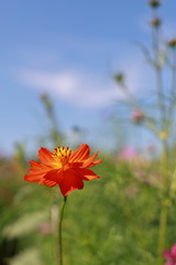 Beautiful flowers of cosmos in flower garden, Chiba, Japan