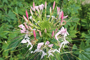 Liliaceae flower closeup in summer time