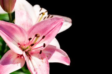 Fototapeta na wymiar Pink lilies on a dark background. Contrast photo.