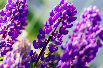 Bright sunny background of lupine flowers. Purple flowers.