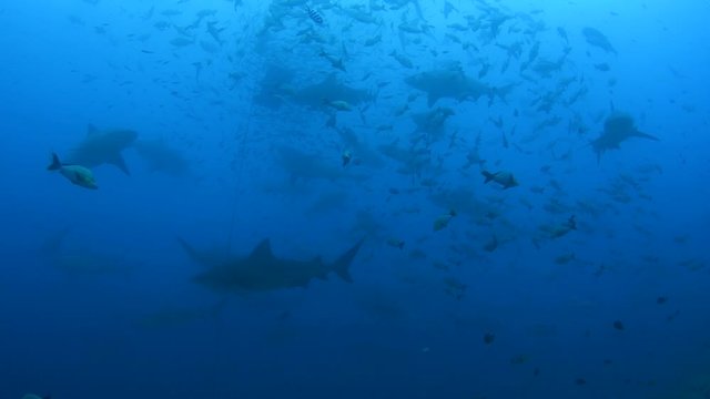 Bull Shark, Carcharhinus leucas feeding in Pacific harbour Fiji