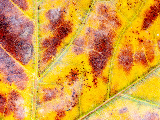 Detail of a leaf fallen from a horse-chestnut tree in autumn, with visible textures and warm colors all over the background.