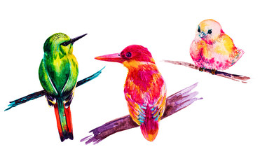 Tropical bird, painted in watercolor. Hand-painted colorful elements.