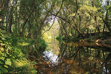 Creek between the trees of the forest
