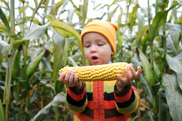 Cute very surprised child in colorful sweater with ripe corn cob on yellow autumn corn field. Fall season concept.