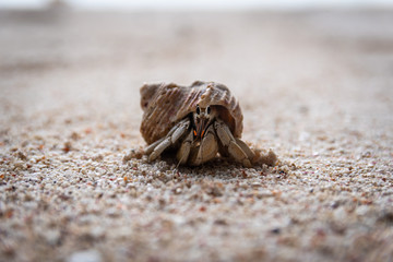  hermit crab on the beach 3