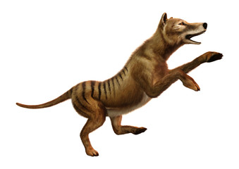 3D Rendering Thylacine on White