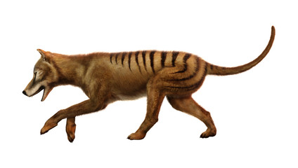 3D Rendering Thylacine on White