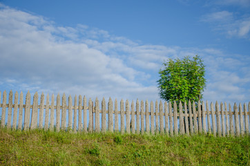 Fototapeta na wymiar the fence and tree
